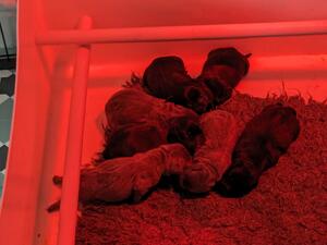 Trojanstaff UK pups