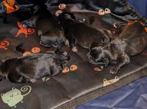 Pups 1 day old