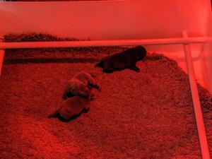 Trojanstaff UK pups