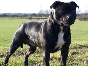 bull terrier yorkshire
