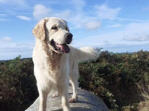 King of the castle!