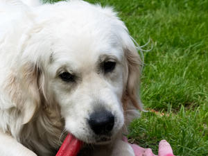 Butter wouldn't melt...