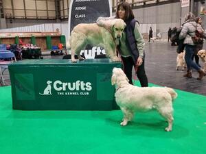With Rostov, before their classes at Crufts 2024