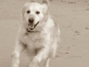Taken in 2012, my fruit cake dog!