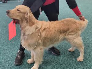 Winning grad at The Golden Retriever Club of Wales