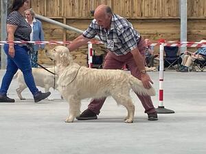 Reserve best of breed for Rostov