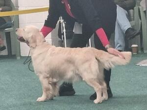 Tula coming 3rd GRCW Champ show