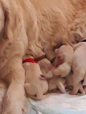Newborn