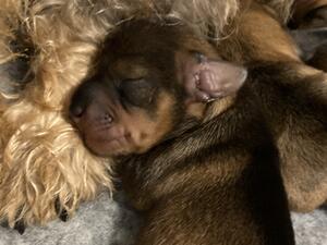 One puppy