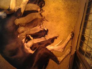 Rotherdale Gucci's puppies