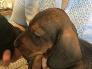 Bitch Puppy