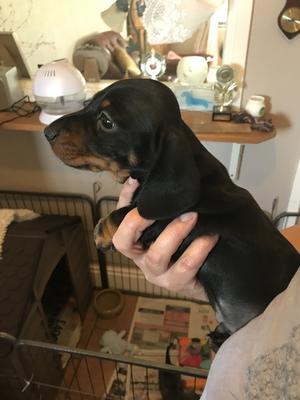 Dog Puppy