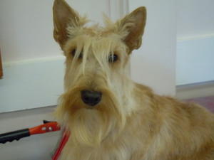 Ruby at the West of England Scottish Terrier Club
