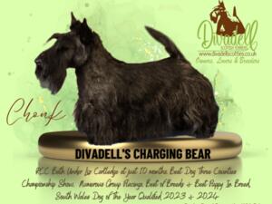 Divadell's Charging Bear