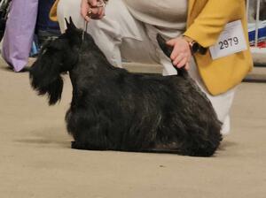 Divadell's Charging Bear WELKS 2024