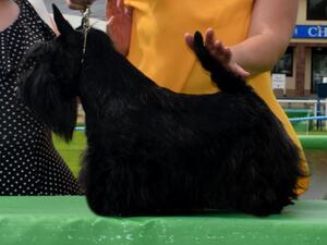 Divadell Izzy Whizzy - RCC WKC 2018