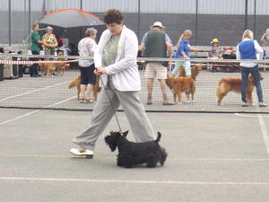 Rosie striding out at Langstone Show