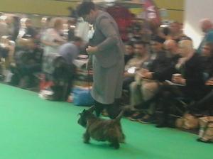Delilah at Crufts 2016