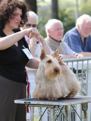 Ruby at the Royal Welsh Spring