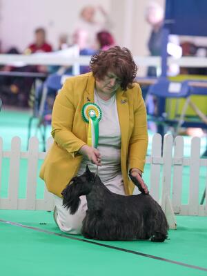 Divadell's Charging Bear WELKS 2024 Best of Breed