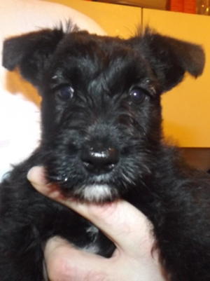 Puppy from Ruby's last litter