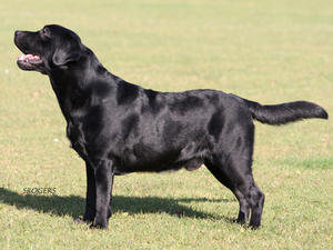 Murphy