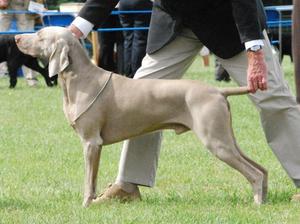Rocco wining CC at Bournemouth