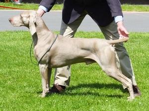 Dog CC & B.O.B.