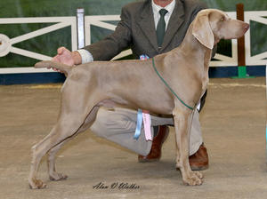 Gundog Puppy Group 1