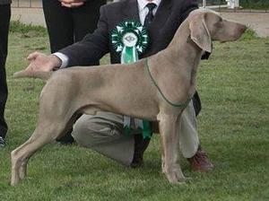 Best Puppy in Show & R.C.C.