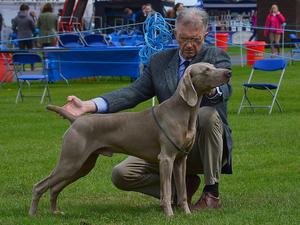 Fletcher 1st PG/Dog