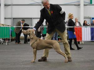 Dog CC & B.O.B.