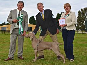 Best in Show W.C.O.G.B. Champ Show