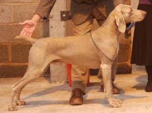 Dog CC & B.O.B. South Wales