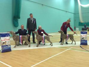 Best in Show N.E.W.S. Champ Show
