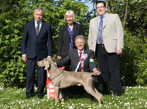 TOP WEIMARANER PUPPY 2013