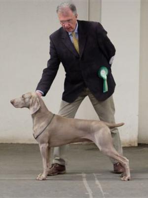 Dog CC & B.O.B.