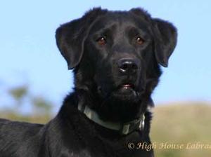 Highhouse Glendullan alias Bana