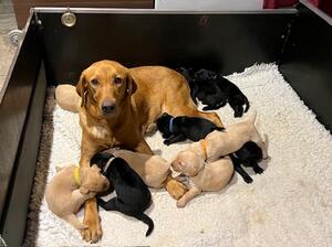 Pups at 3 weeks