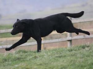Fast paces, keen.