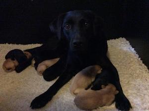 Viz and pups a few weeks old