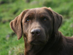 Highhouse Fionn