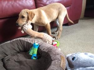 At 13 weeks