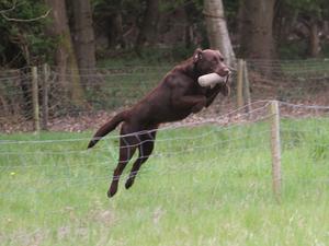 Taking a fence