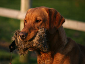 Beautiful dog, Great temperament!