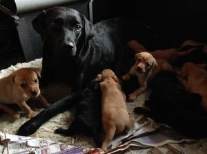 Viz pups last week