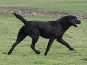 Good moving dog