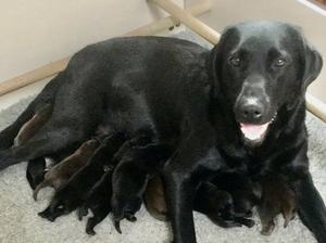 Jess and her pups