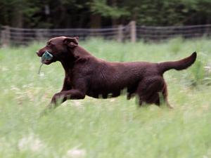Retrieving