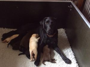 Glendullan with her pups